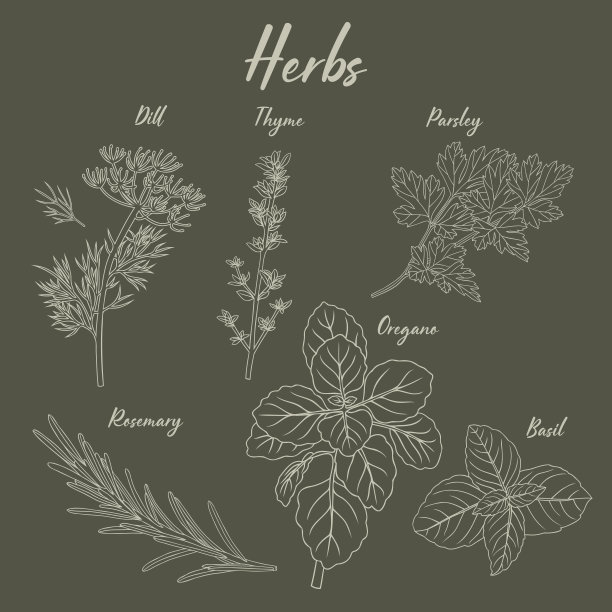 草本手绘插图设置在深绿色背景欧芹罗勒，牛至，百里香，迷迭香，莳萝图片下载
