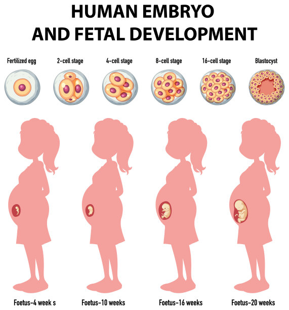 人类信息图中的人类胚胎发育图片下载