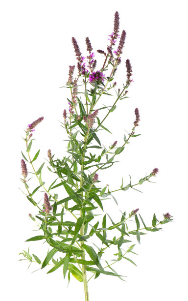 带花的紫色疏水莲灌木，孤立在白色背景上。Lythrum salicaria。草药。剪切路径。图片下载