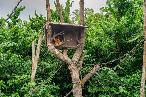 猴子在树屋里图片下载