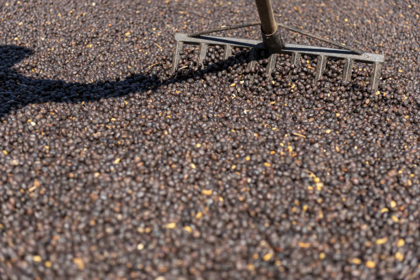 当地农民散布绿色的天然咖啡豆晾晒晒晒的照片图片下载