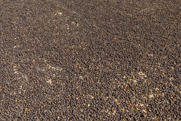 天然绿色咖啡豆在太阳晒干的照片图片下载