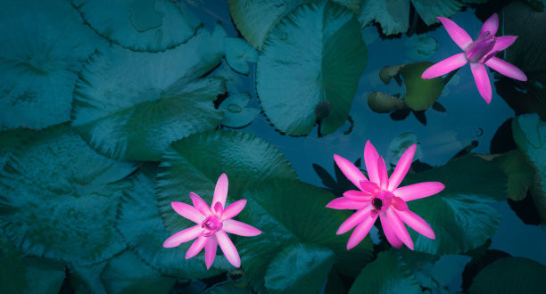 池塘里美丽的粉色荷花。粉红莲花背景百合浮在水面图片下载