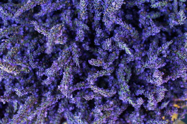 夏季盛开的紫罗兰薰衣草花的特写。图片下载