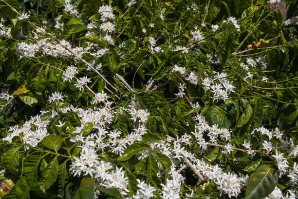 咖啡树枝与白花-股票照片图片下载