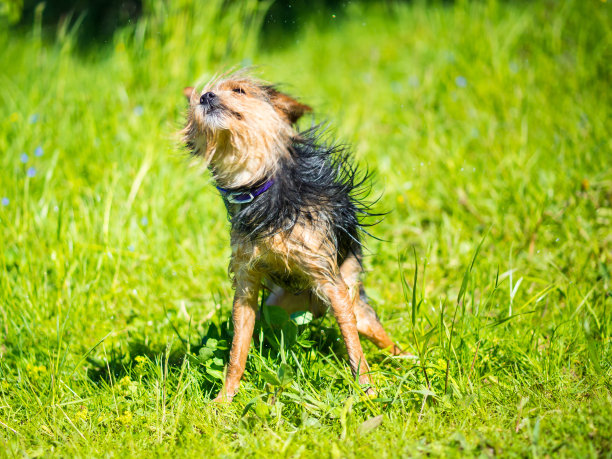 一只约克郡犬在湖里游泳后抖掉了水面图片下载
