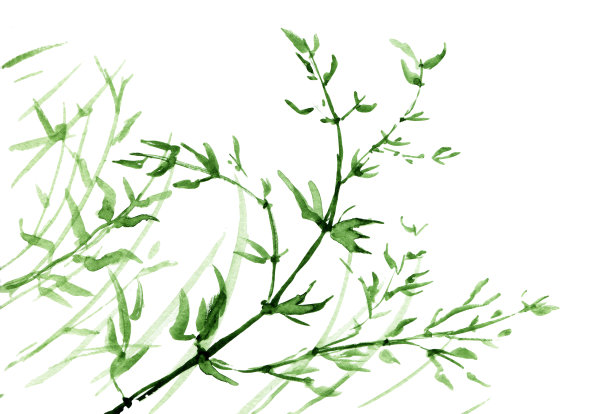 竹子水彩剪纸植物。韩国中秋水墨。水彩花竹。图片下载