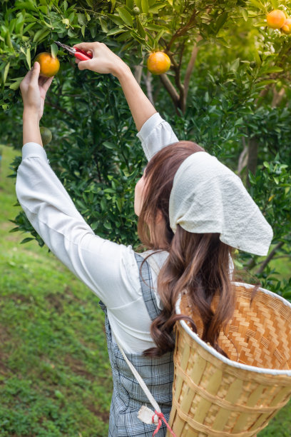 年轻的女园丁的特写是穿着与篮子收获园艺有机橘子树，并使用剪刀在花园里的树上剪橘子。农夫概念快乐地在花园里工作图片下载