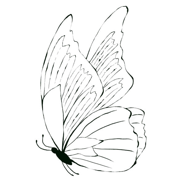 蝴蝶的剪影黑白插图，孤立在白色背景图片下载