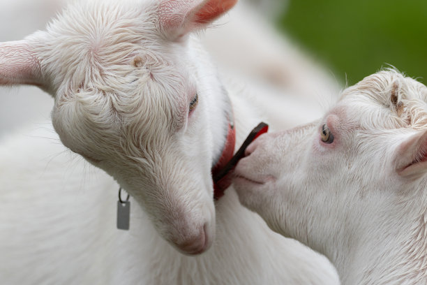 两只山羊图片下载