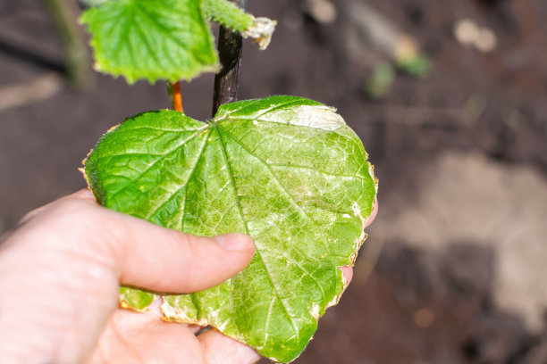 园丁手里拿着一片发黄、有斑点的病黄瓜叶子。农民在农场检查正在种植的蔬菜的质量。园艺，农业，施肥和园艺。图片下载