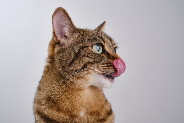 棕色家猫的嘴图片下载