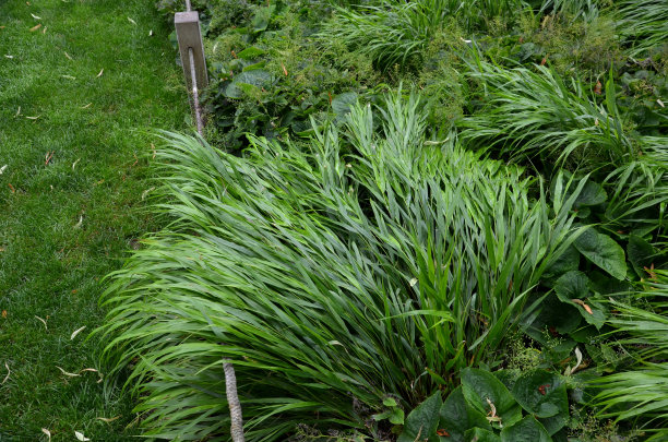 看起来绝对豪华，特别是种植在更大的束或更大的区域。是园林设计师的最爱。丰富的丛生长提供丰满，但柔软，通风的效果，阴影，花园图片下载