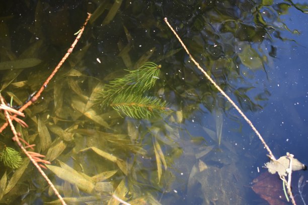 俯视天空，细枝竹叶在平静的水面上摇曳。图片下载