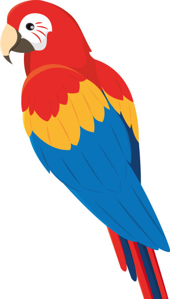 孤立的传统彩色热带鹦鹉图片下载