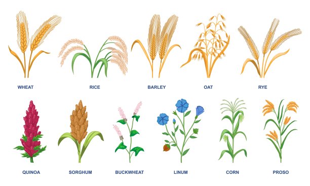 一组不同的谷类植物图片下载