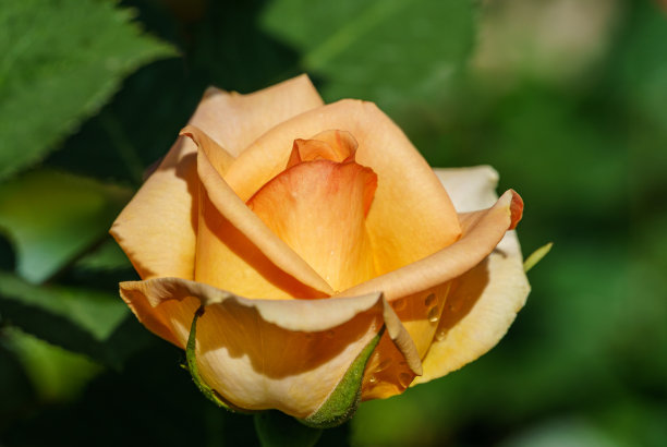 橙色玫瑰Versilia惊人的颜色组合。阳光下美丽的玫瑰特写。模糊的绿色花园作为背景。自然理念设计图片下载