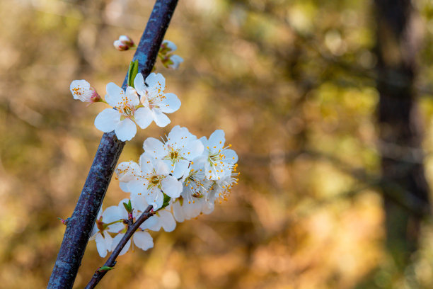 夏天，几朵盛开的梅花挂在树枝上，棕色背景的特写照片。图片下载