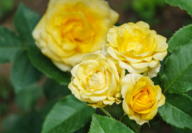 美丽的明亮的黄色玫瑰与绿色的叶子在阳光下模糊的绿色背景。有选择性的重点。设计的抒情主题。有一个文本的地方图片下载