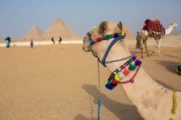 金字塔旁沙漠中休息的骆驼图片下载