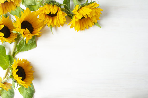 向日葵的背景图片下载