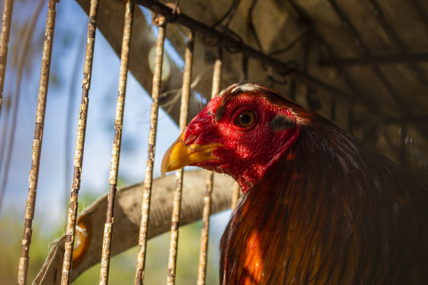 鸡笼里的公鸡图片下载