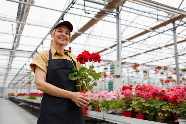 欢快的女人花匠持有室内植物花盆在苗圃图片下载