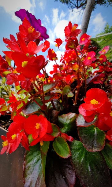 美丽的红黄秋海棠花图片下载