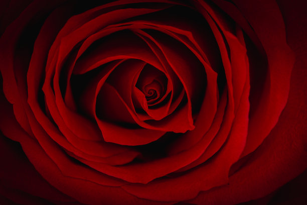 美丽的红玫瑰的特写。这是爱的象征。图片下载
