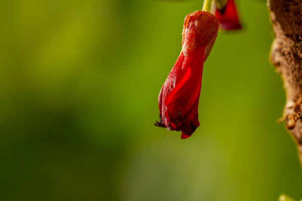 bilimbi植物的花很小，是红色的，簇拥着，绿叶的背景是模糊的图片下载