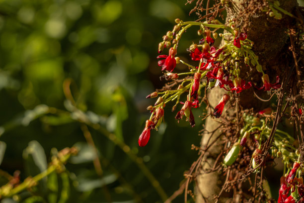 bilimbi植物的花很小，是红色的，簇拥着，绿叶的背景是模糊的图片下载