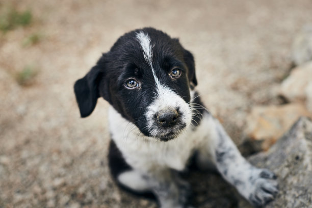 可爱的杂种狗狗在街上的照片。图片下载