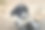 可爱的杂种狗狗在街上的照片。图片下载