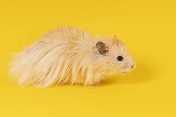 黄色背景的长毛安哥拉仓鼠。动物啮齿动物图片下载
