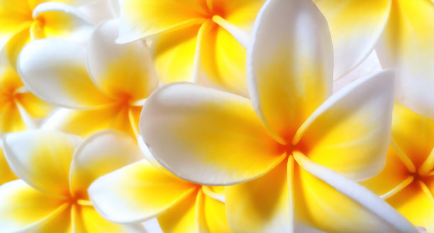 天然墙纸，黄白色花蕾。软聚焦，选择性聚焦。图片下载