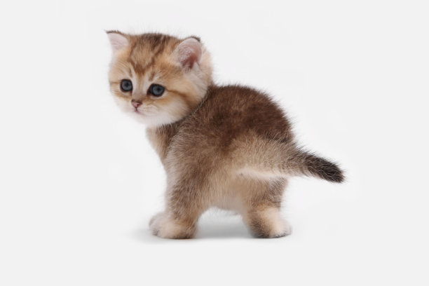 英国短毛小猫，白色背景和绿色叶子上的金色。可爱的红色栗鼠小猫。宠物在舒适的家里。从上到下查看网页横幅。有趣可爱的宠物猫。明信片的概念图片下载