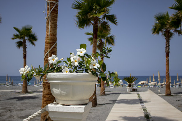 美丽的夏日花朵在白色的花盆里，背景是大海。意大利度假胜地的棕榈花廊。图片下载