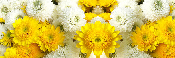 黄白色的菊花图片下载