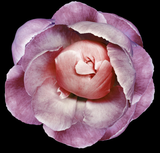 紫色牡丹花在黑色孤立的背景与修剪路径。特写镜头。为设计。大自然。图片下载