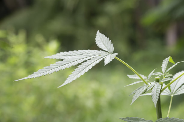 特写大麻种子。图片下载