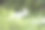 特写大麻种子。图片下载