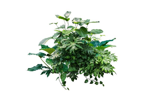 丛林植物隔离包括剪径图片下载