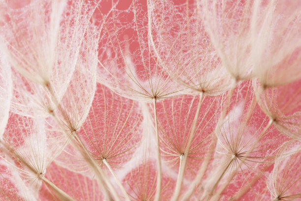 蒲公英种子与水滴特写。图片下载