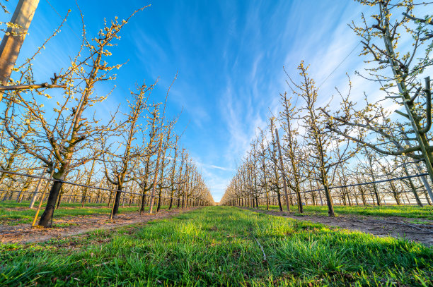 穿过果园可以看到许多盛开的桃树图片下载
