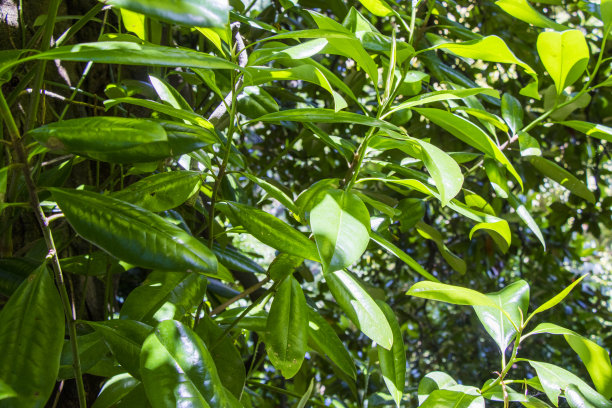 粳稻、糠科图片下载