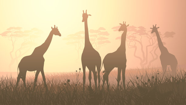 非洲大草原野生长颈鹿的水平分布图片下载