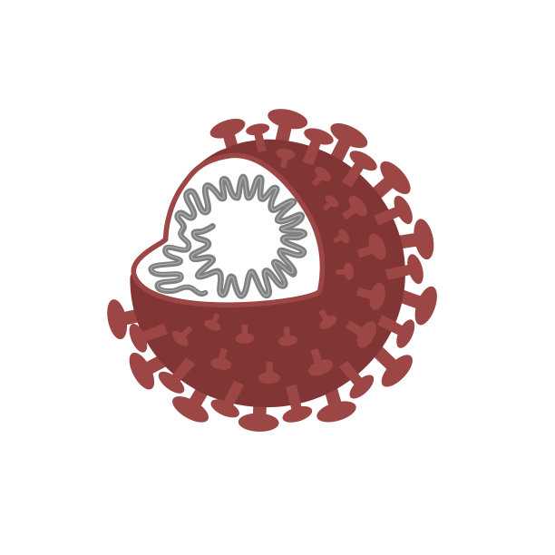 新冠病毒或SARS-CoV-2的病毒结构表现为包膜(E)、膜(M)、刺突(S)、RNA病毒、核衣壳(N)蛋白图片下载