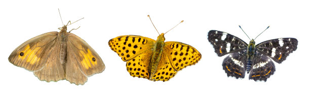 白底旗上的本地蝴蝶图片下载