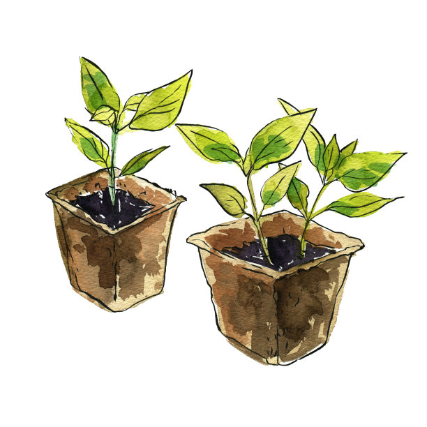 花园水彩写生。你种的绿色植物，给花园种的幼苗。西红柿图片下载