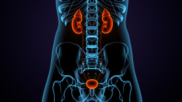 泌尿系统肾脏与膀胱解剖的3D图图片下载
